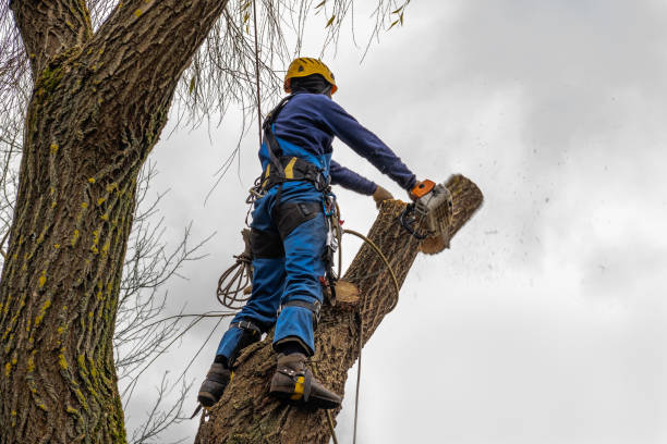 Best Tree Trimming and Pruning  in Buena Vista, CO