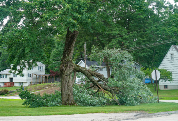 Best Storm Damage Tree Cleanup  in Buena Vista, CO