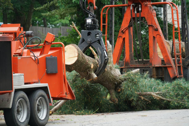 Best Leaf Removal  in Buena Vista, CO