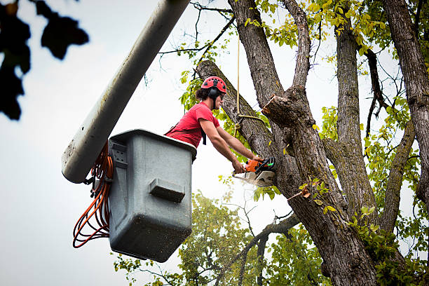 Best Commercial Tree Services  in Buena Vista, CO