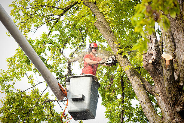 Best Tree Maintenance Programs  in Buena Vista, CO